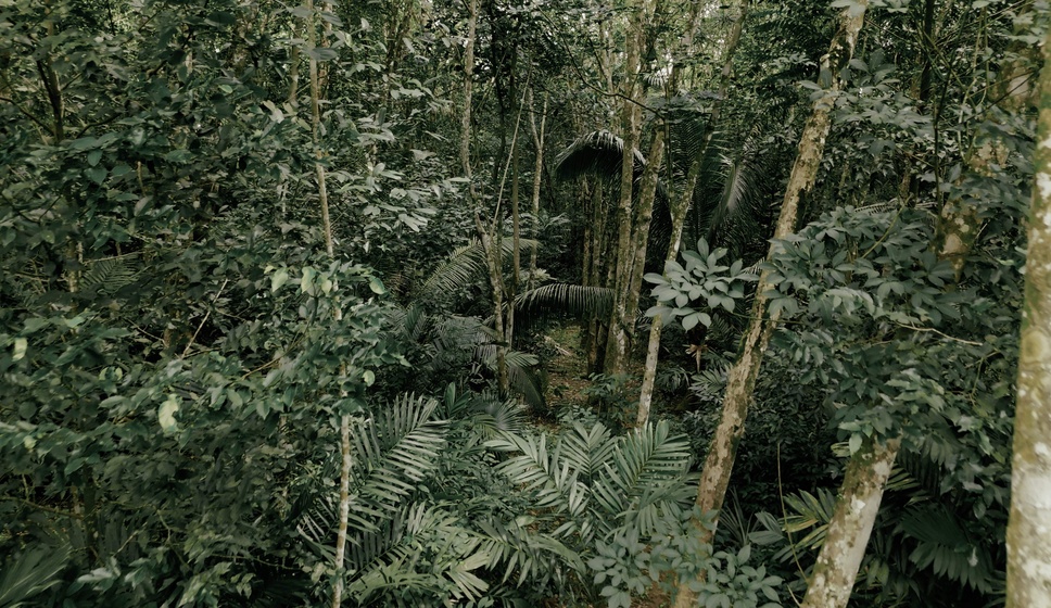 Moreganic Agroforest