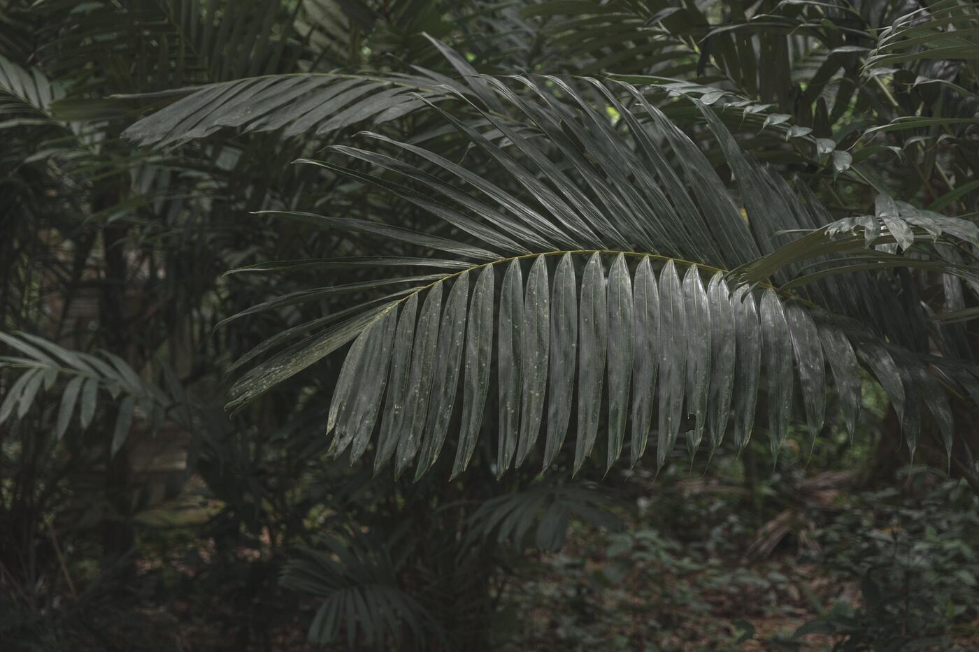 Fullscreen image