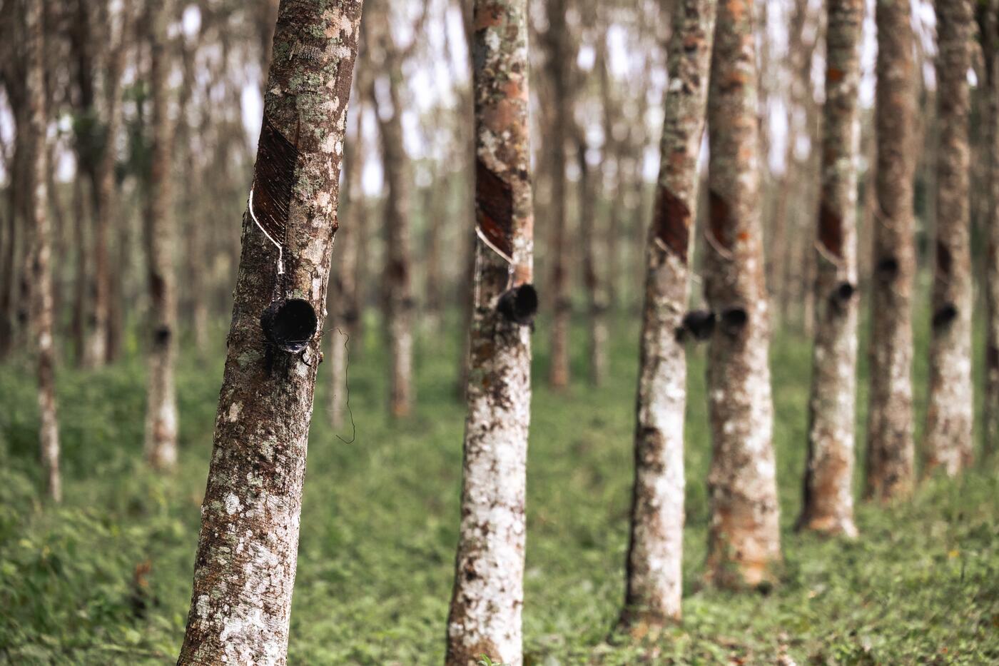 Monoculture