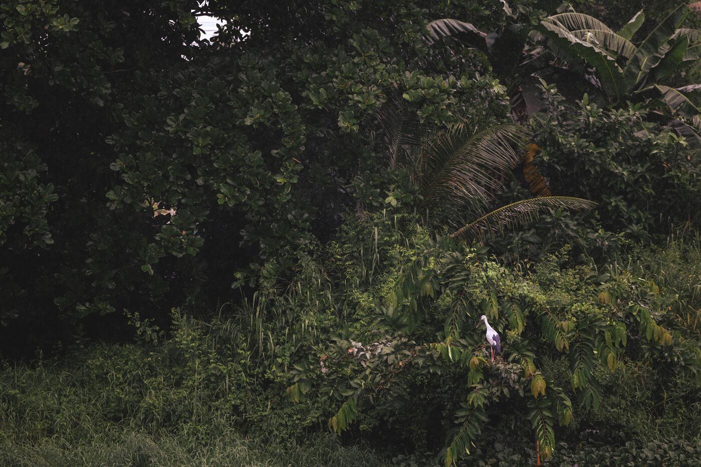 Moreganic agroforest