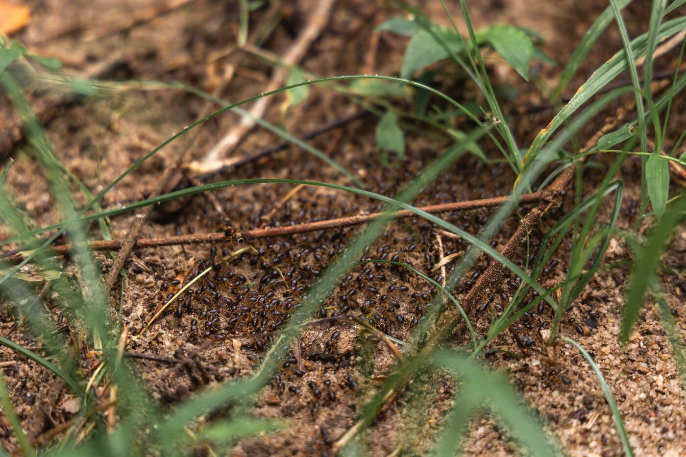 Moreganic soil