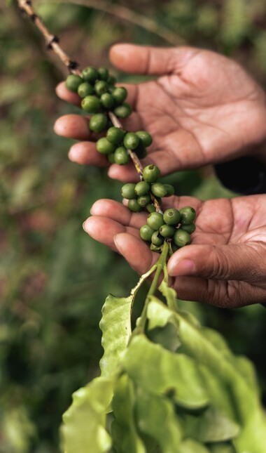 Coffee beans