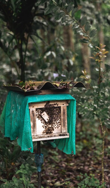 Beehive 