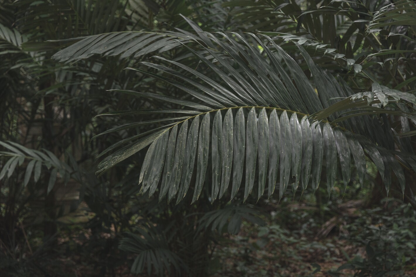 Fullscreen image