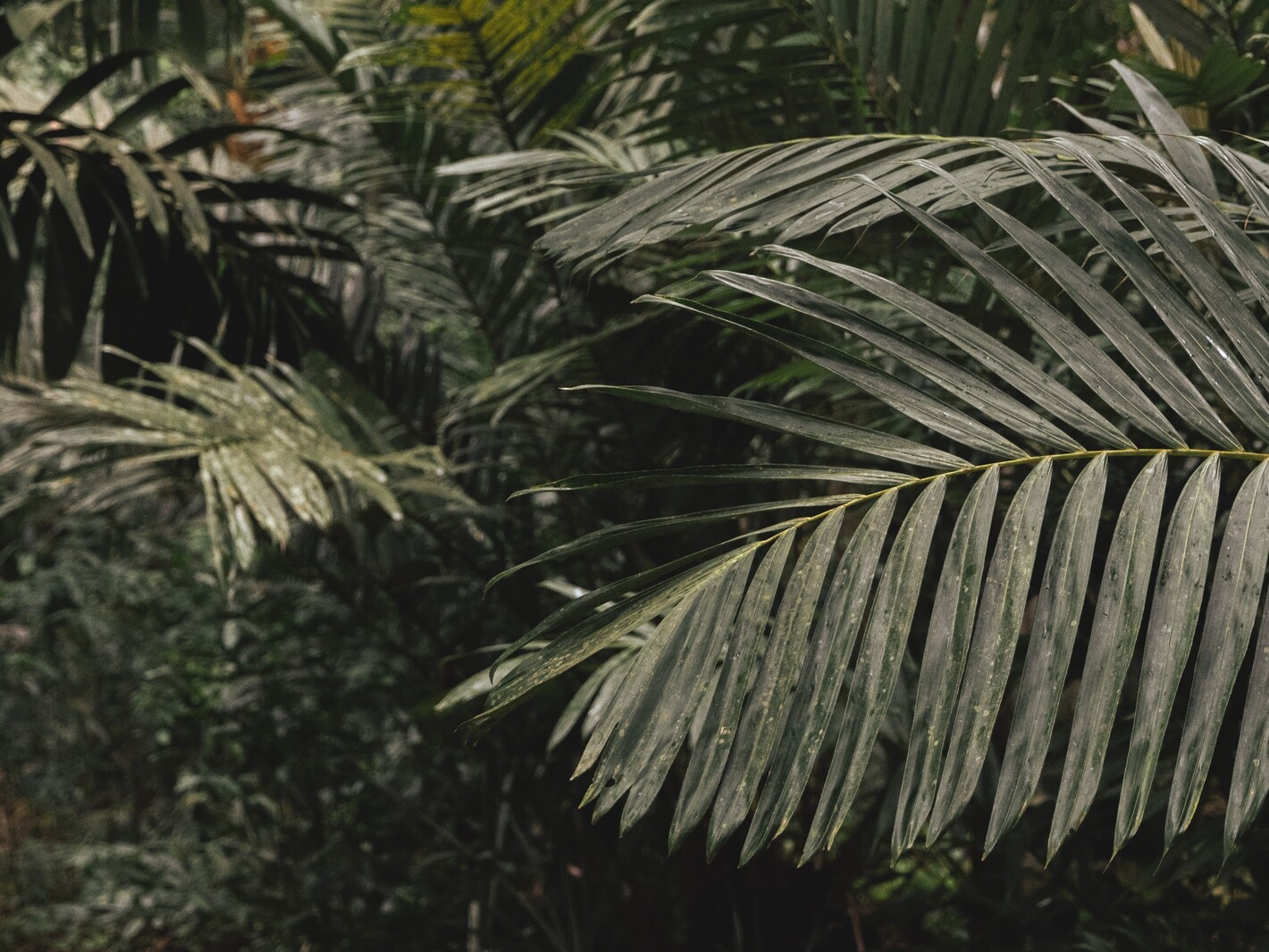 Moreganic agroforest