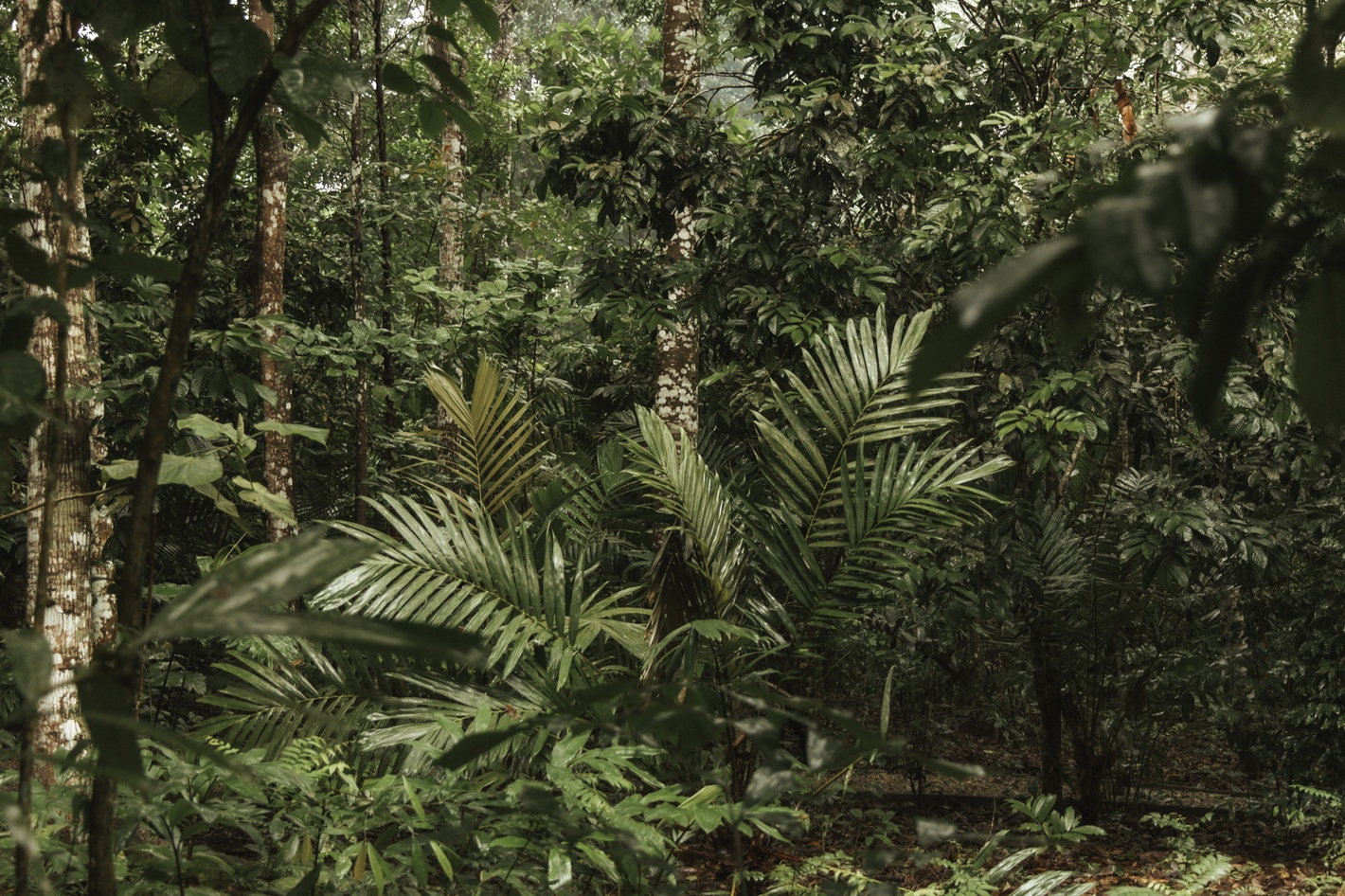 Moreganic agroforest
