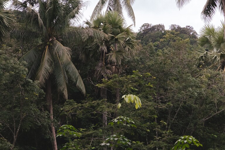 Moreganic forest