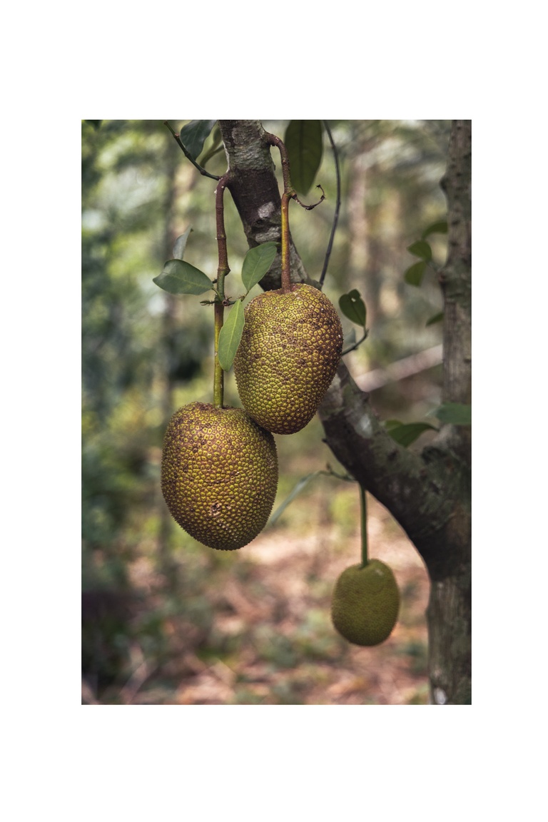 Moreganic agroforest