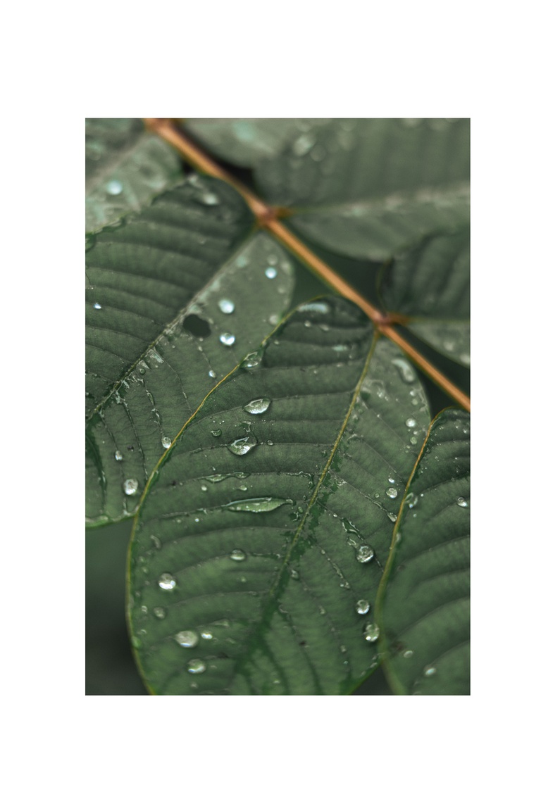 Moreganic agroforest