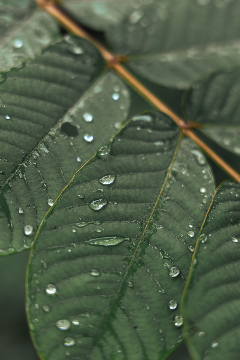 Moreganic agroforest