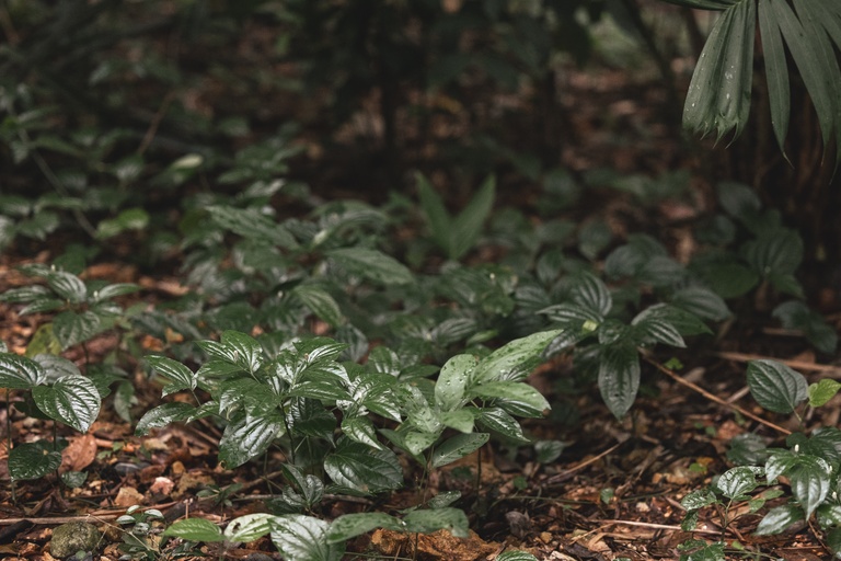 moreganic biodiversity agroforests that create healthier soil